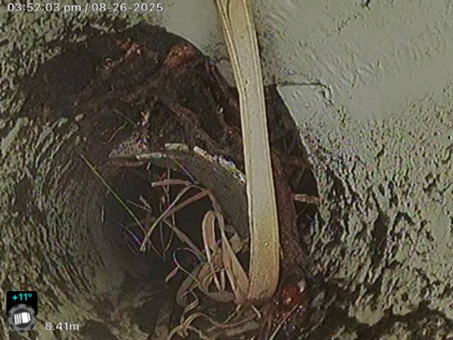 Major tree root damage in stormwater line